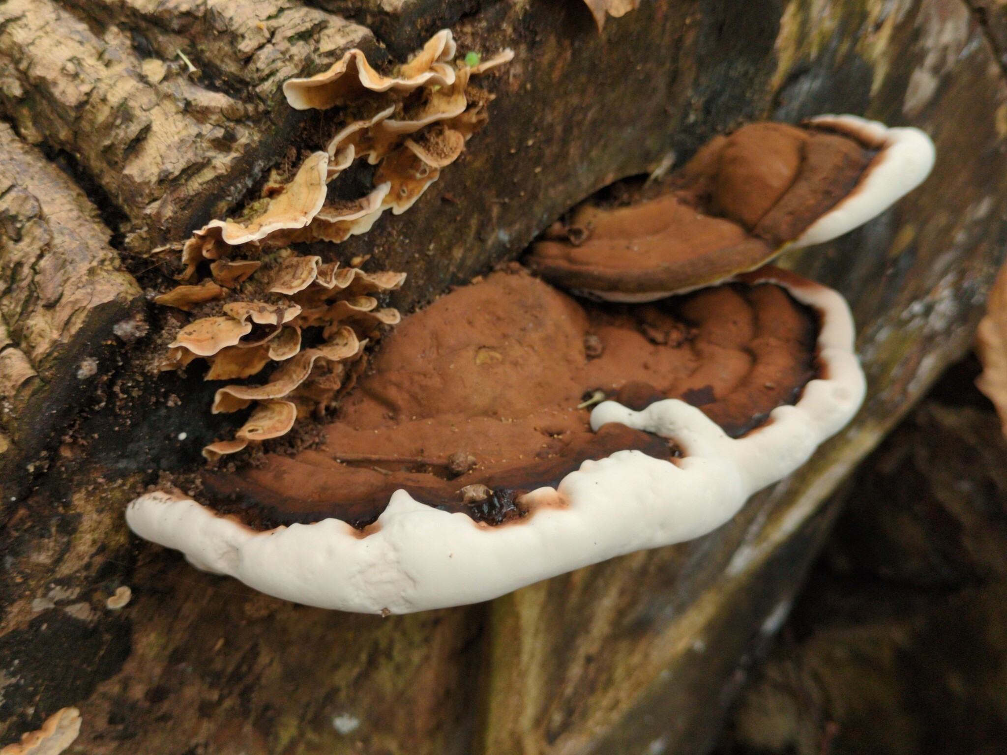 Ganoderma lipsiense