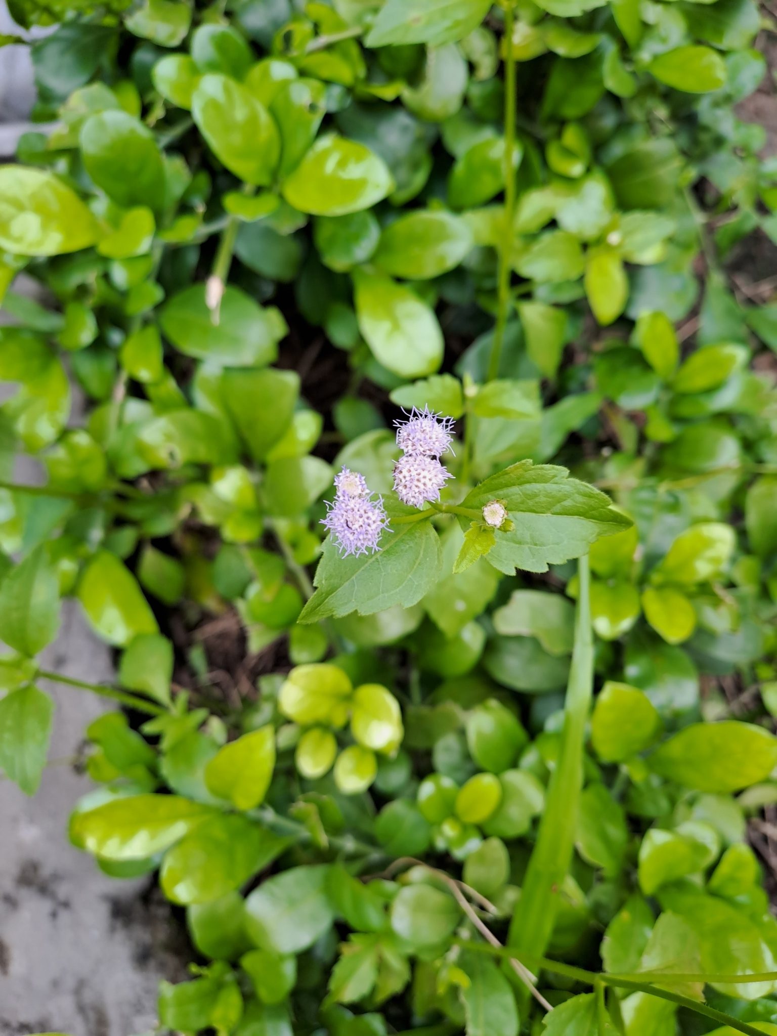 Praxelis clematidea