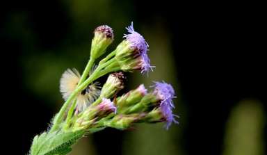 Praxelis clematidea