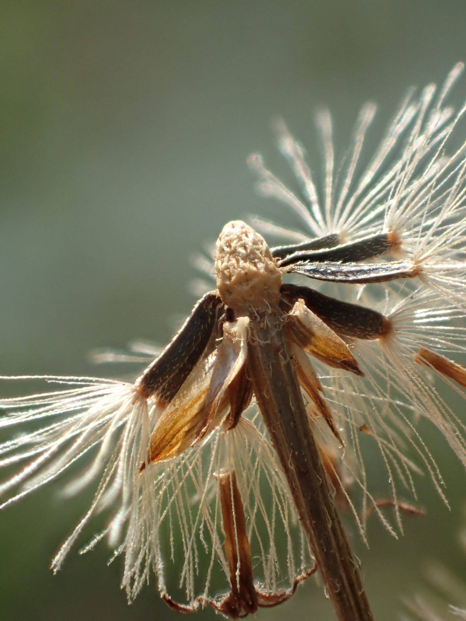 Praxelis clematidea