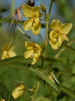 Chamaecrista mimosoides