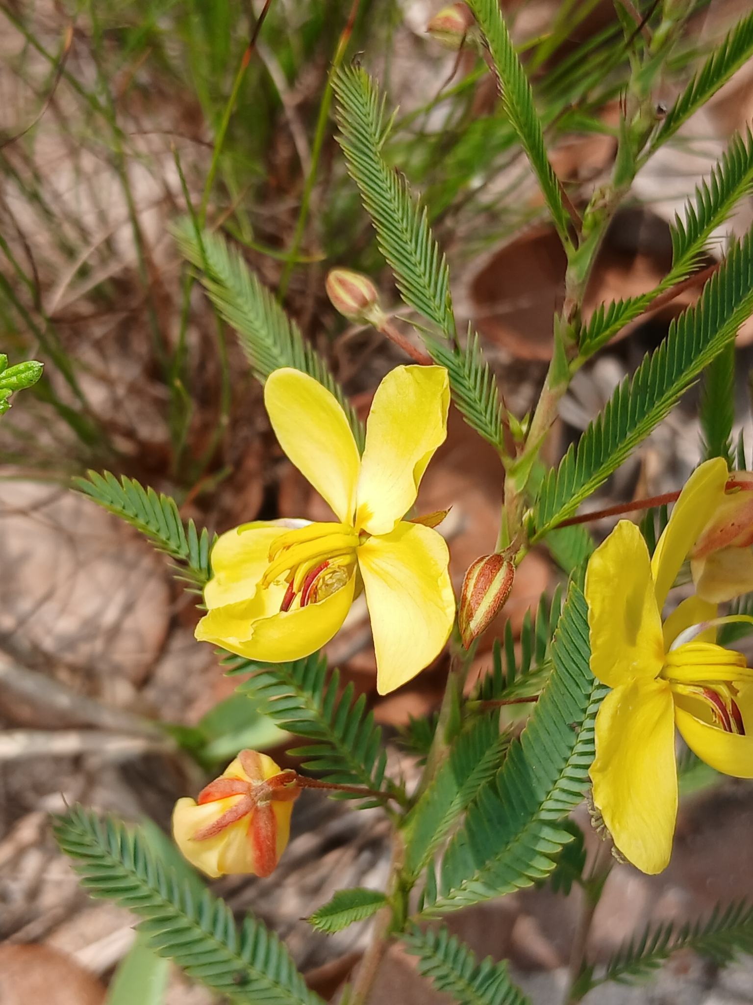Chamaecrista mimosoides