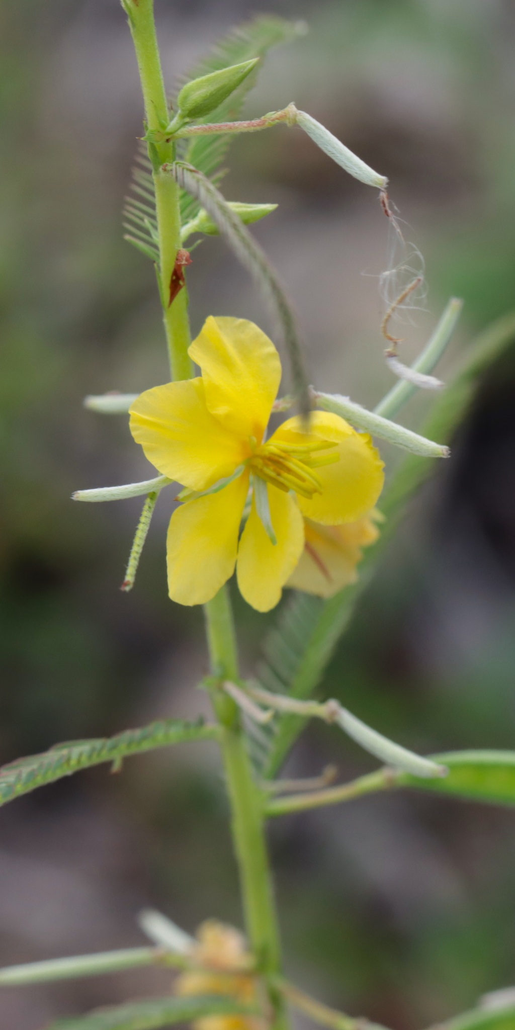 Chamaecrista mimosoides