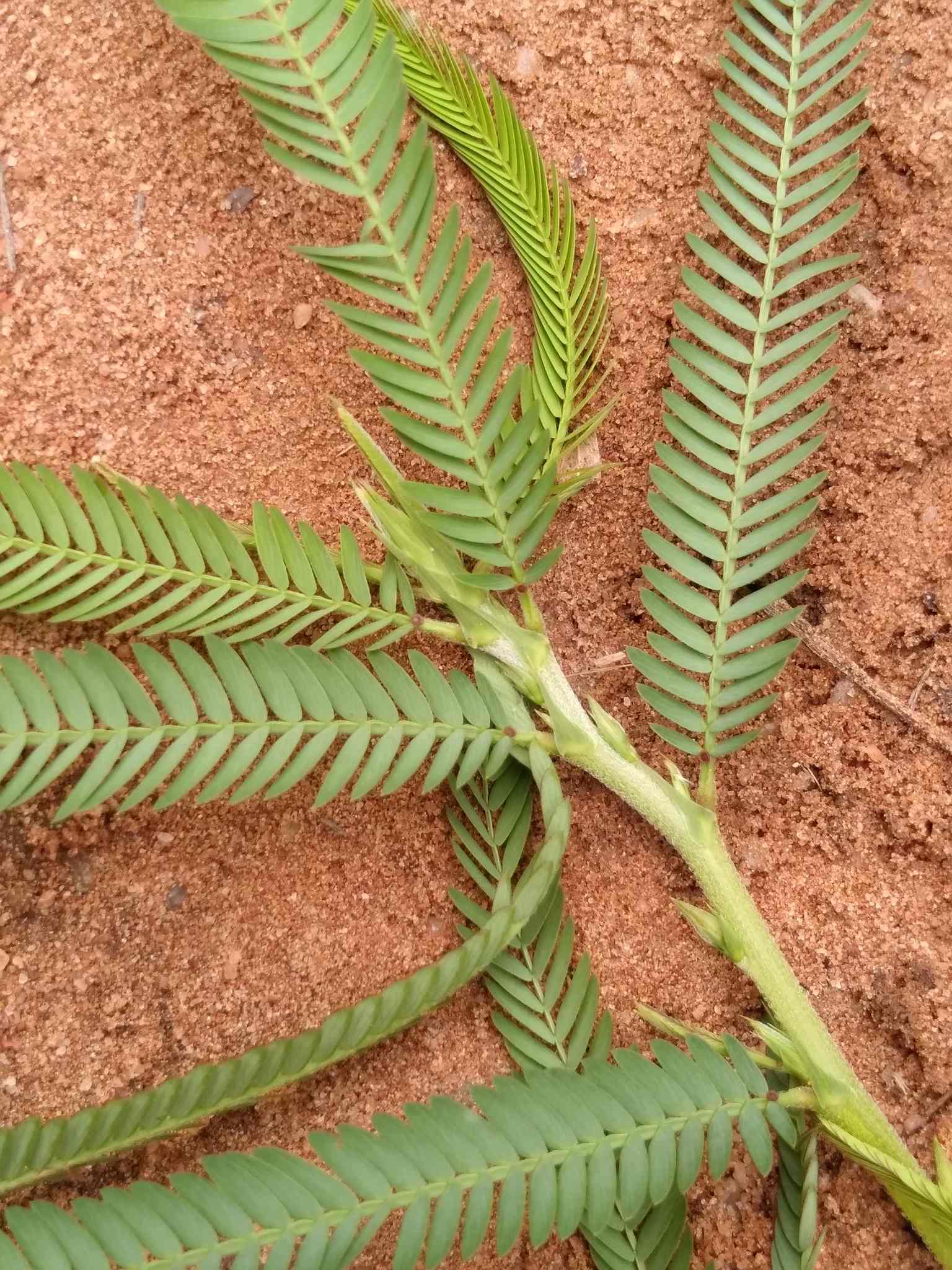 Chamaecrista mimosoides