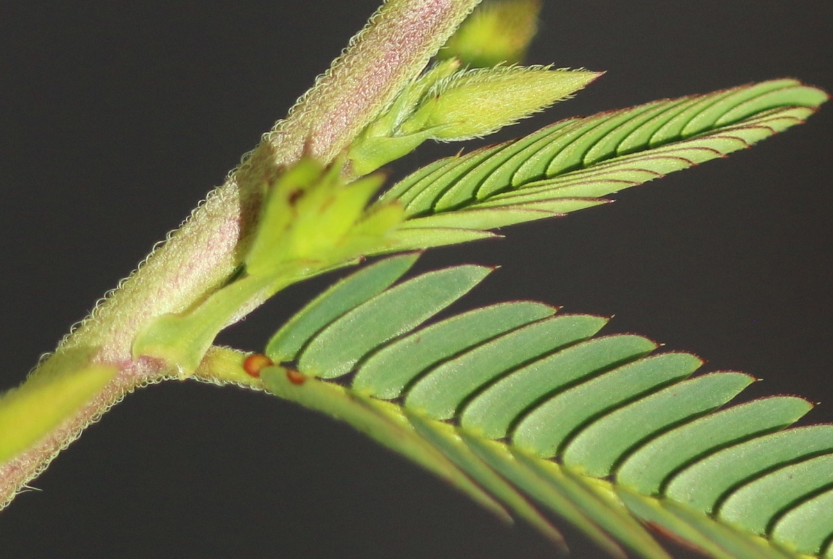 Chamaecrista mimosoides