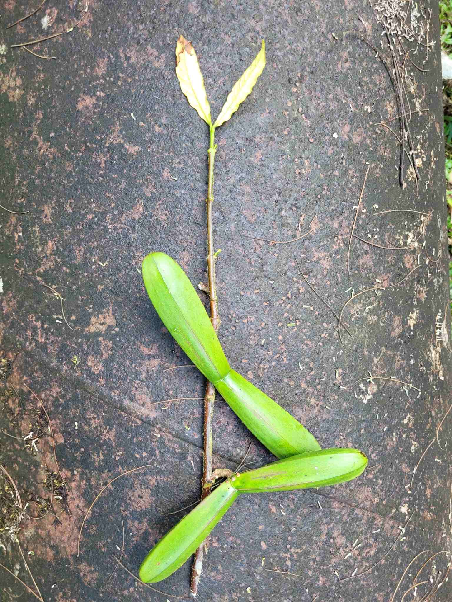 Funtumia elastica
