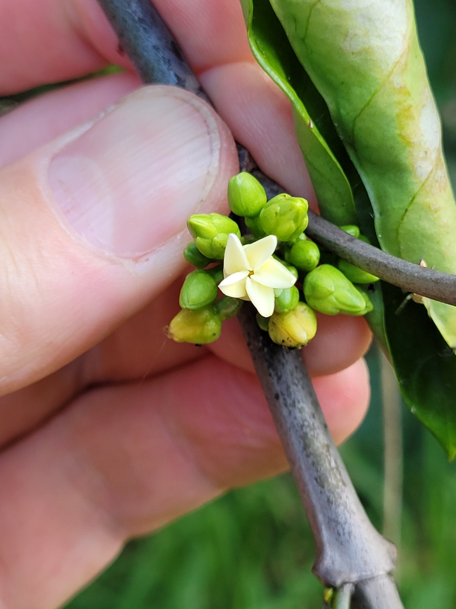 Funtumia elastica