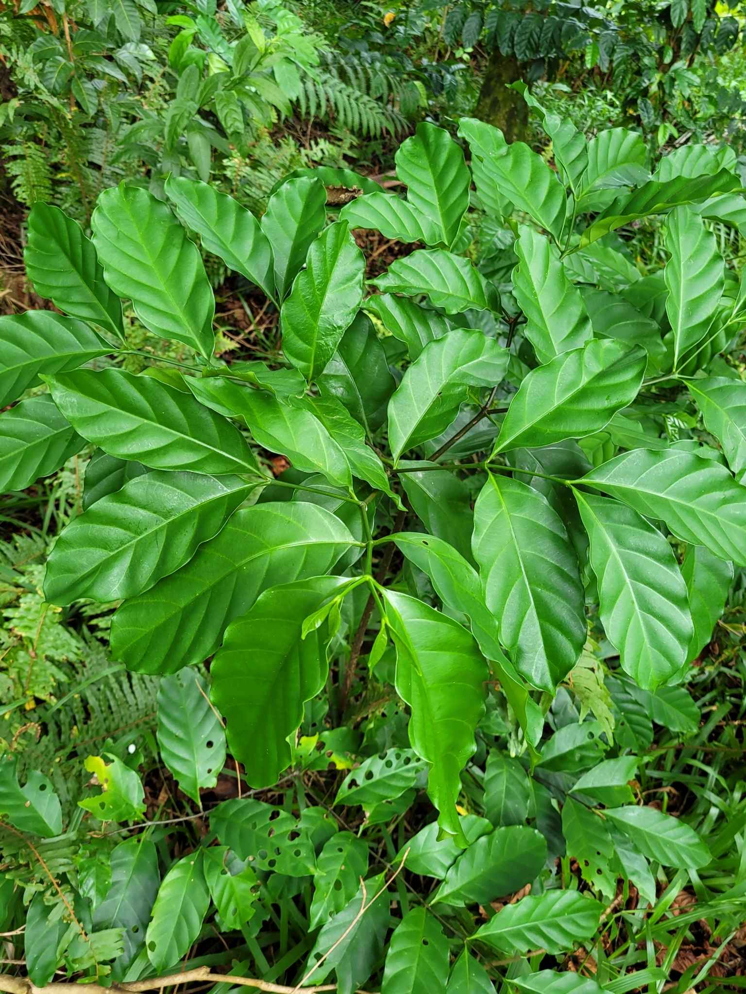 Funtumia elastica