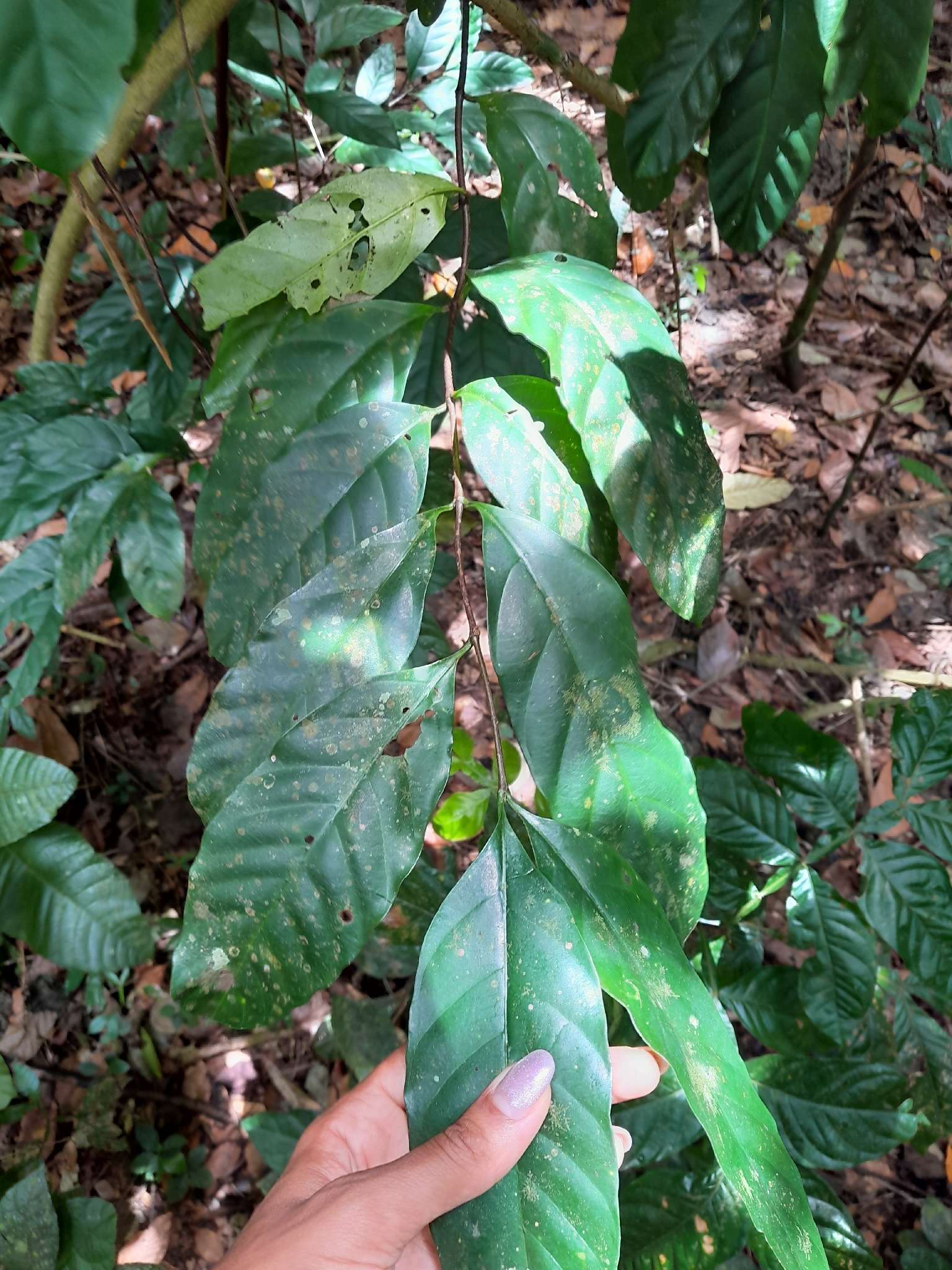 Funtumia elastica