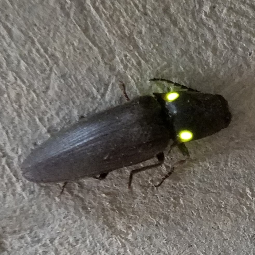 Deilelater