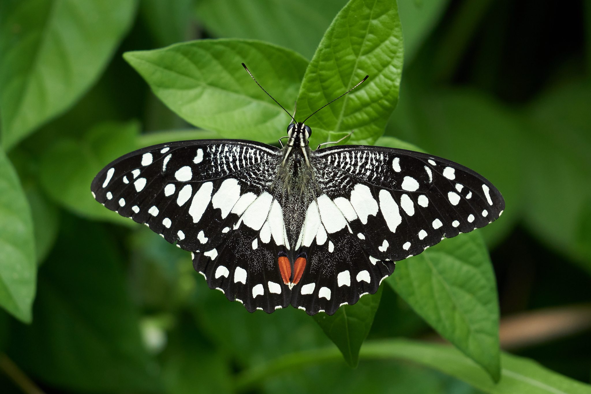 Papilio demoleus