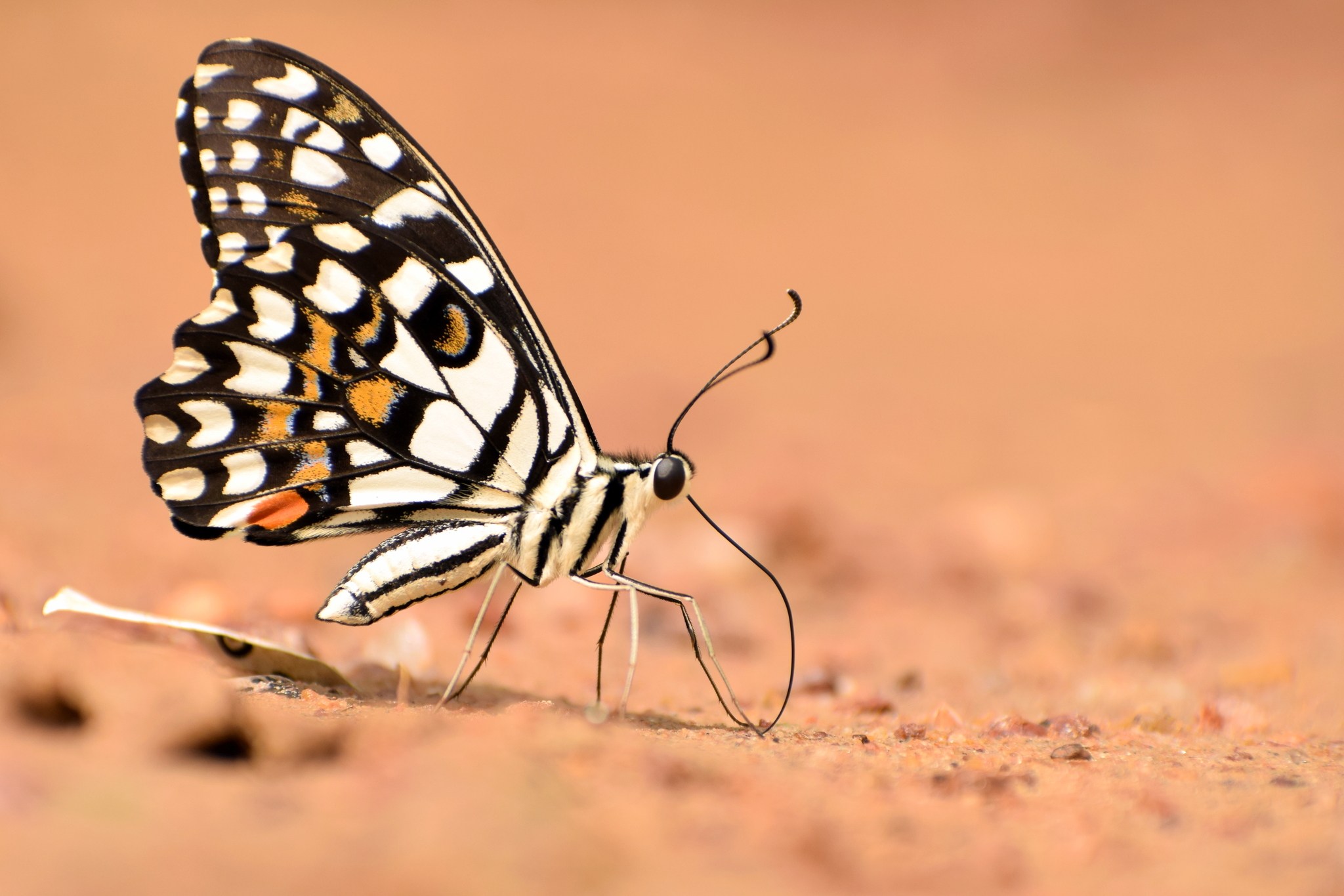 Papilio demoleus