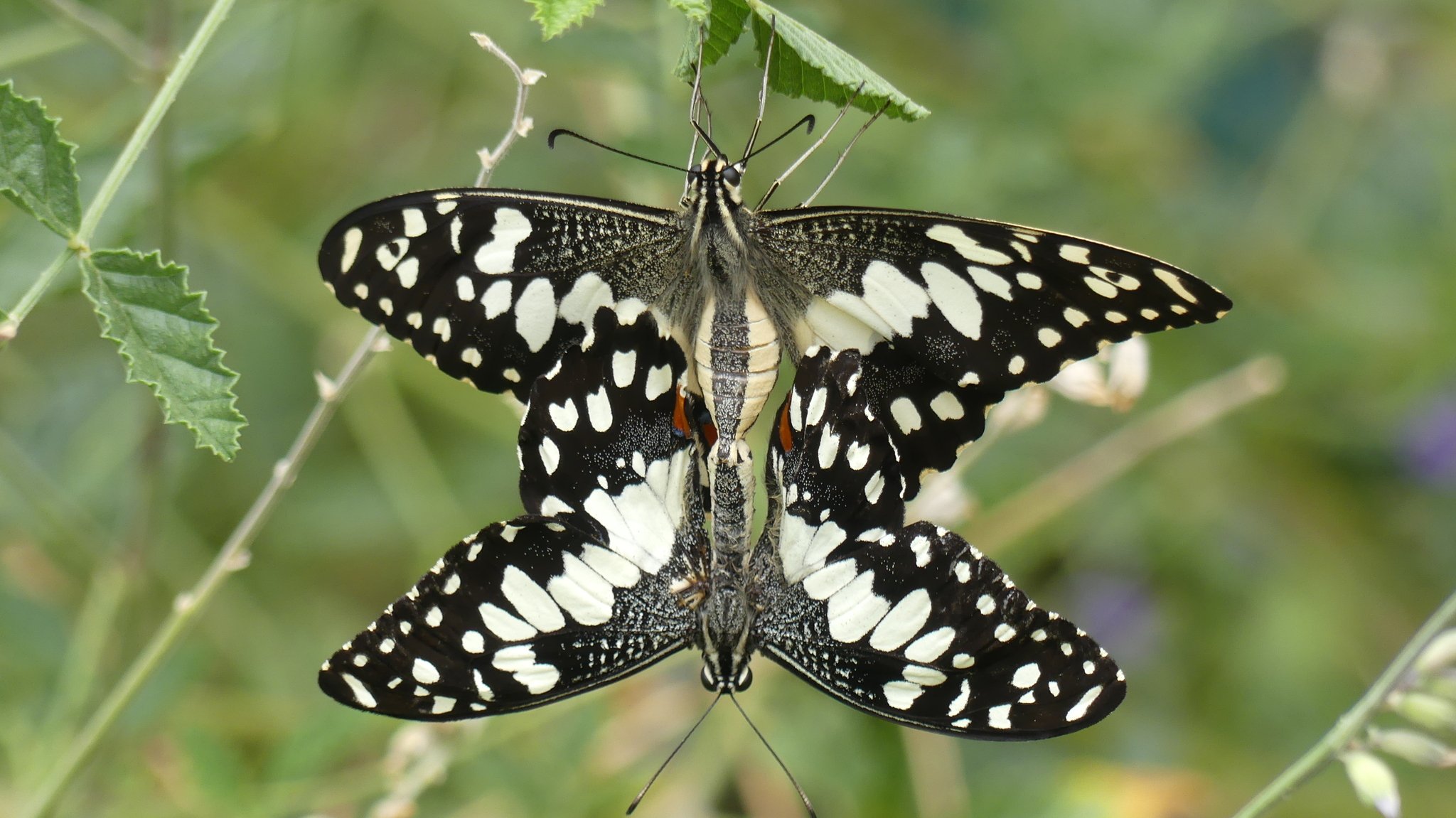 Papilio demoleus