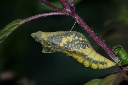 Papilio demoleus