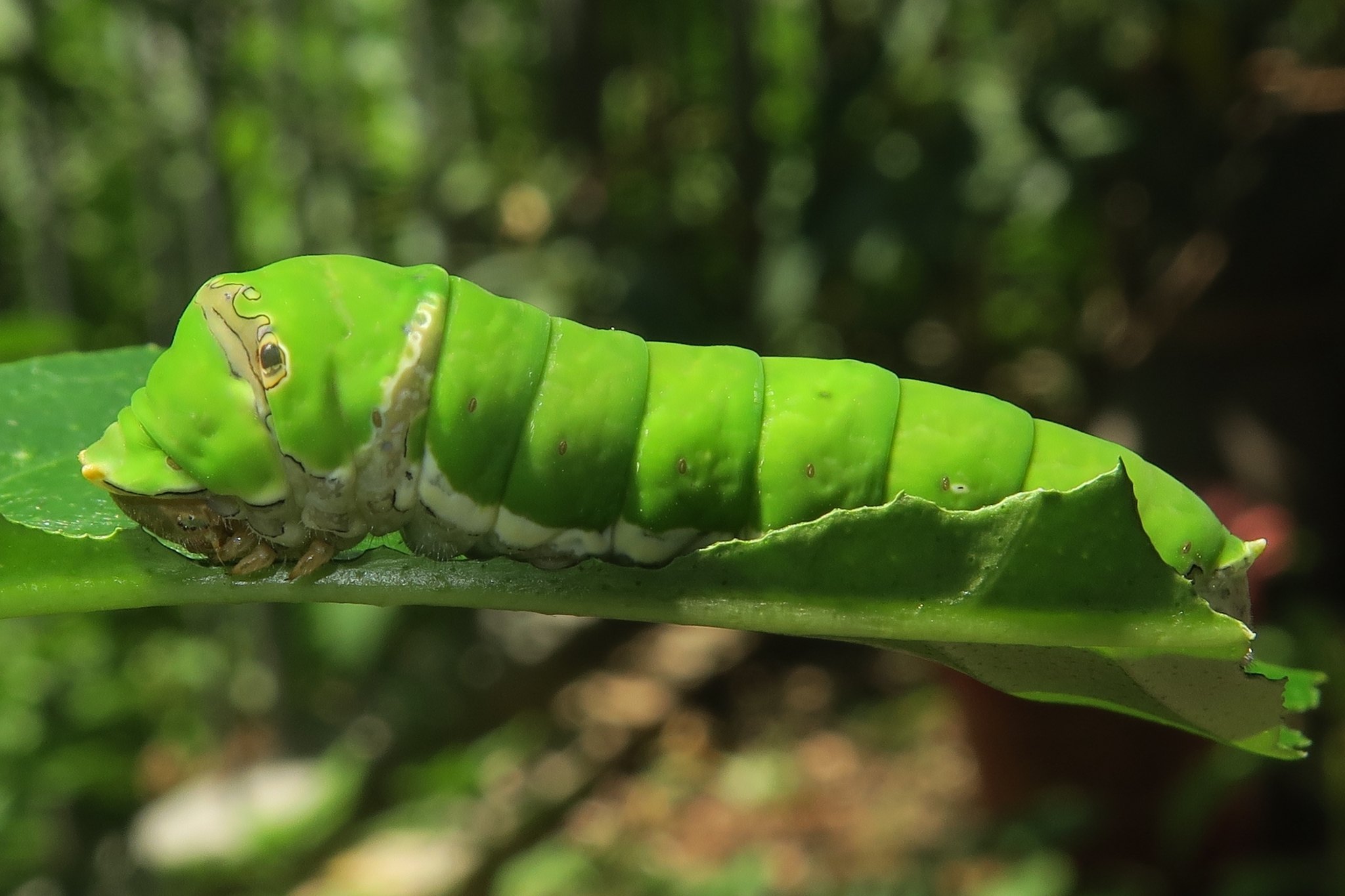Papilio demoleus