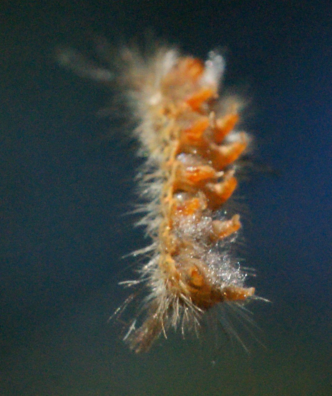 Orgyia australis