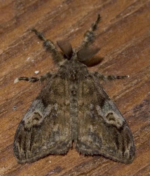 Orgyia australis