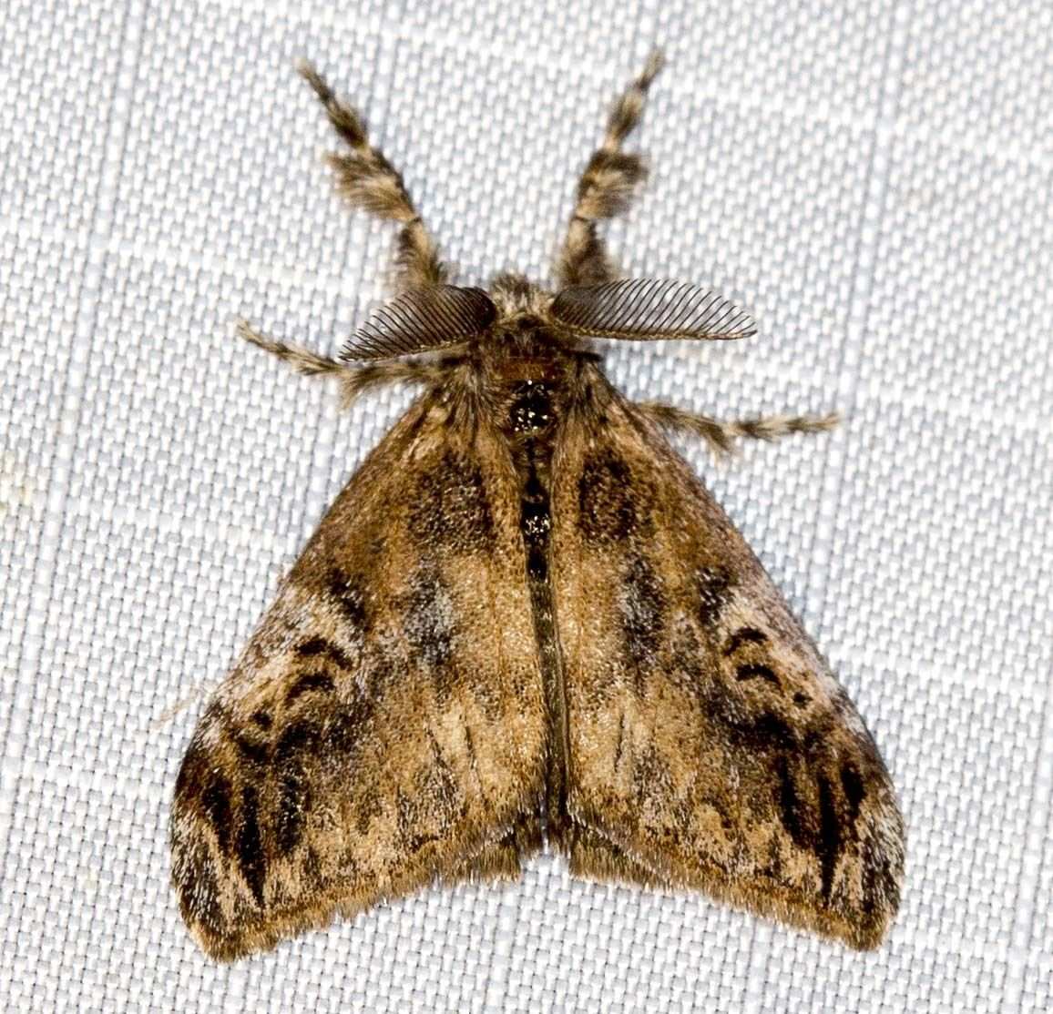 Orgyia australis