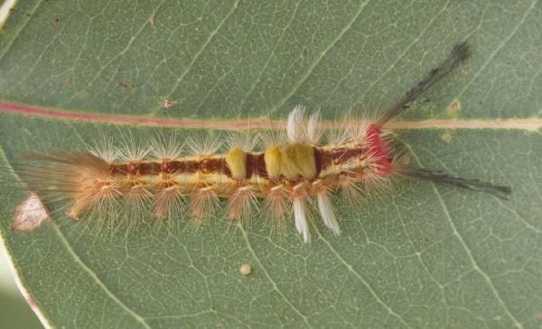 Orgyia australis