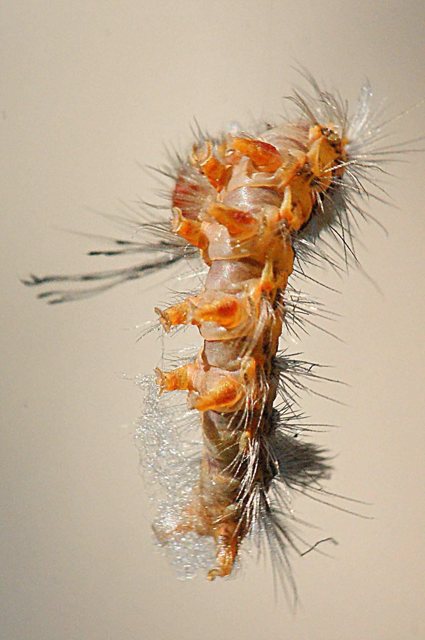 Orgyia australis