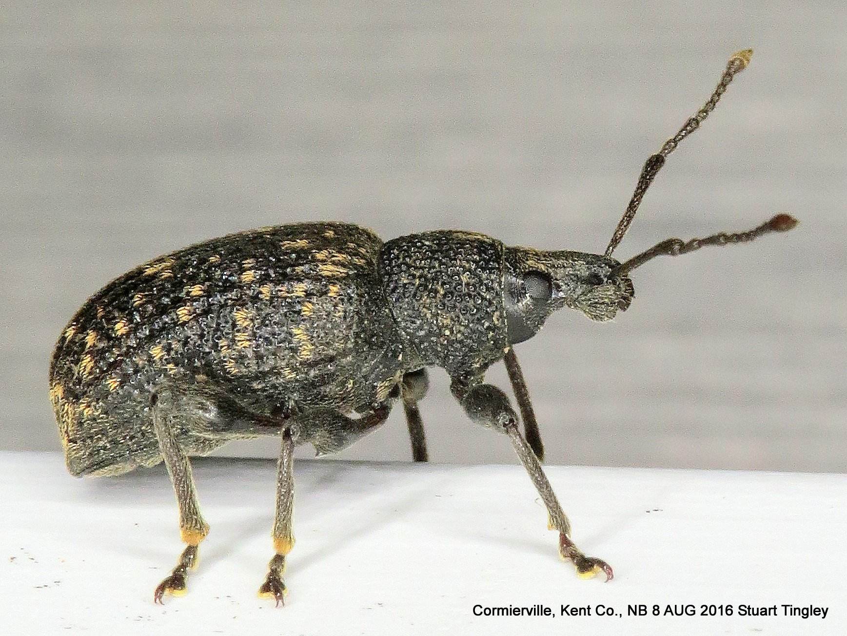 Otiorhynchus sulcatus