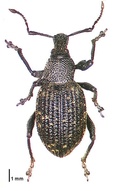 Otiorhynchus sulcatus