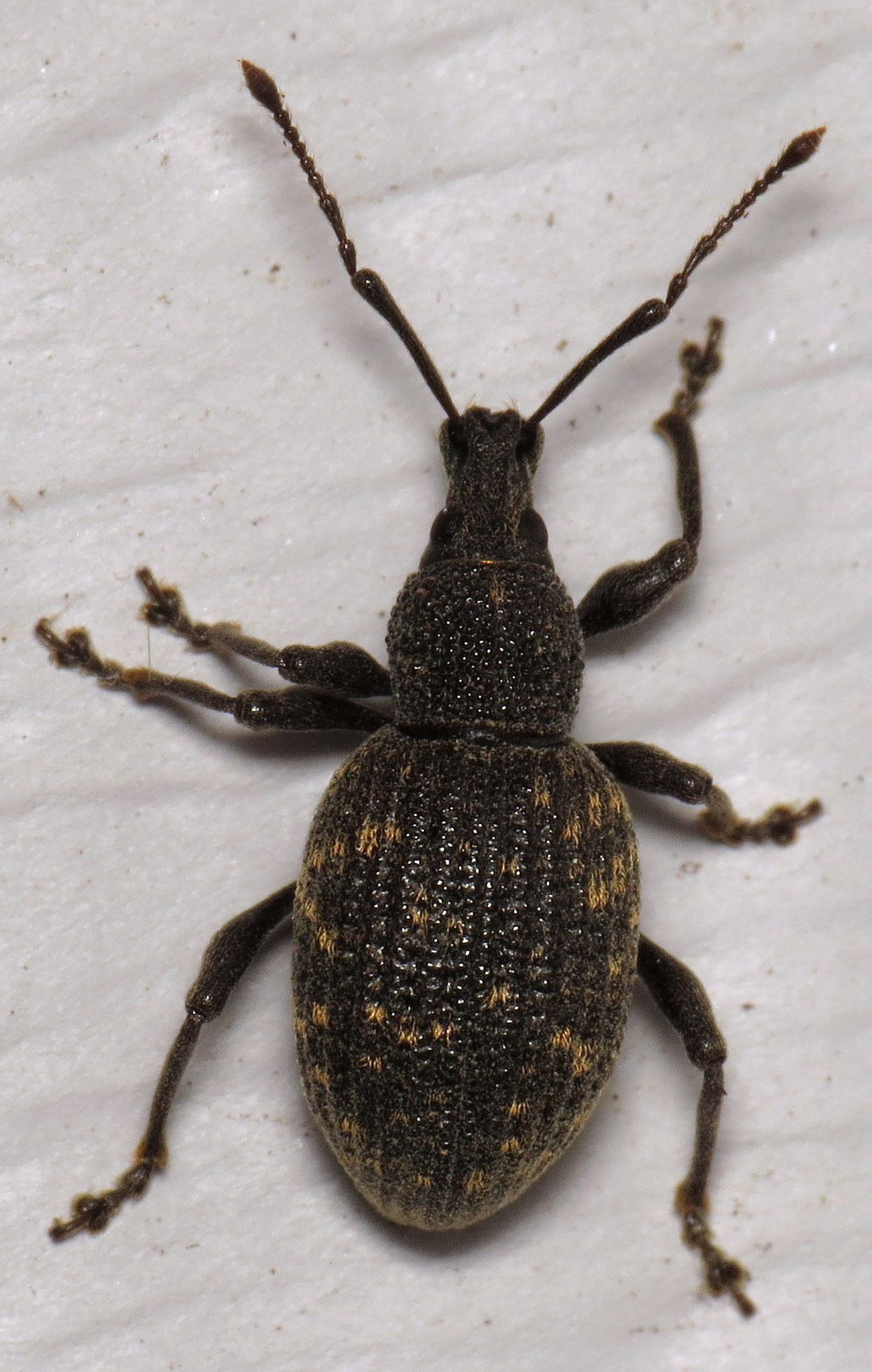 Otiorhynchus sulcatus