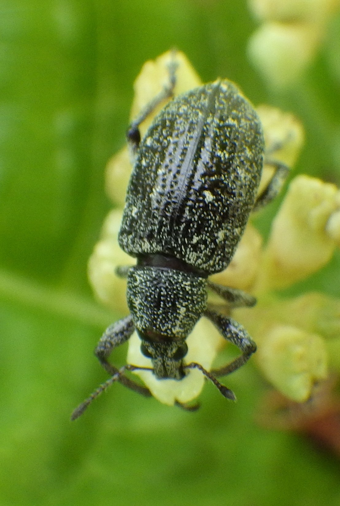 Lachnopus