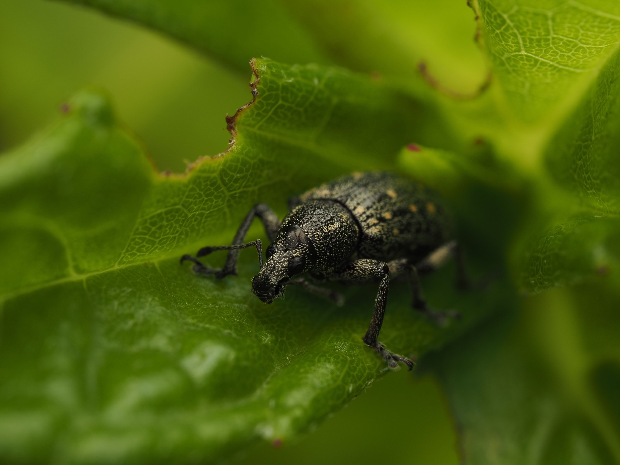 Lachnopus