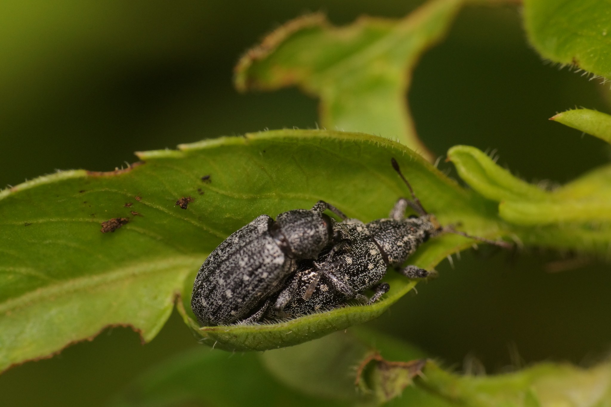 Lachnopus