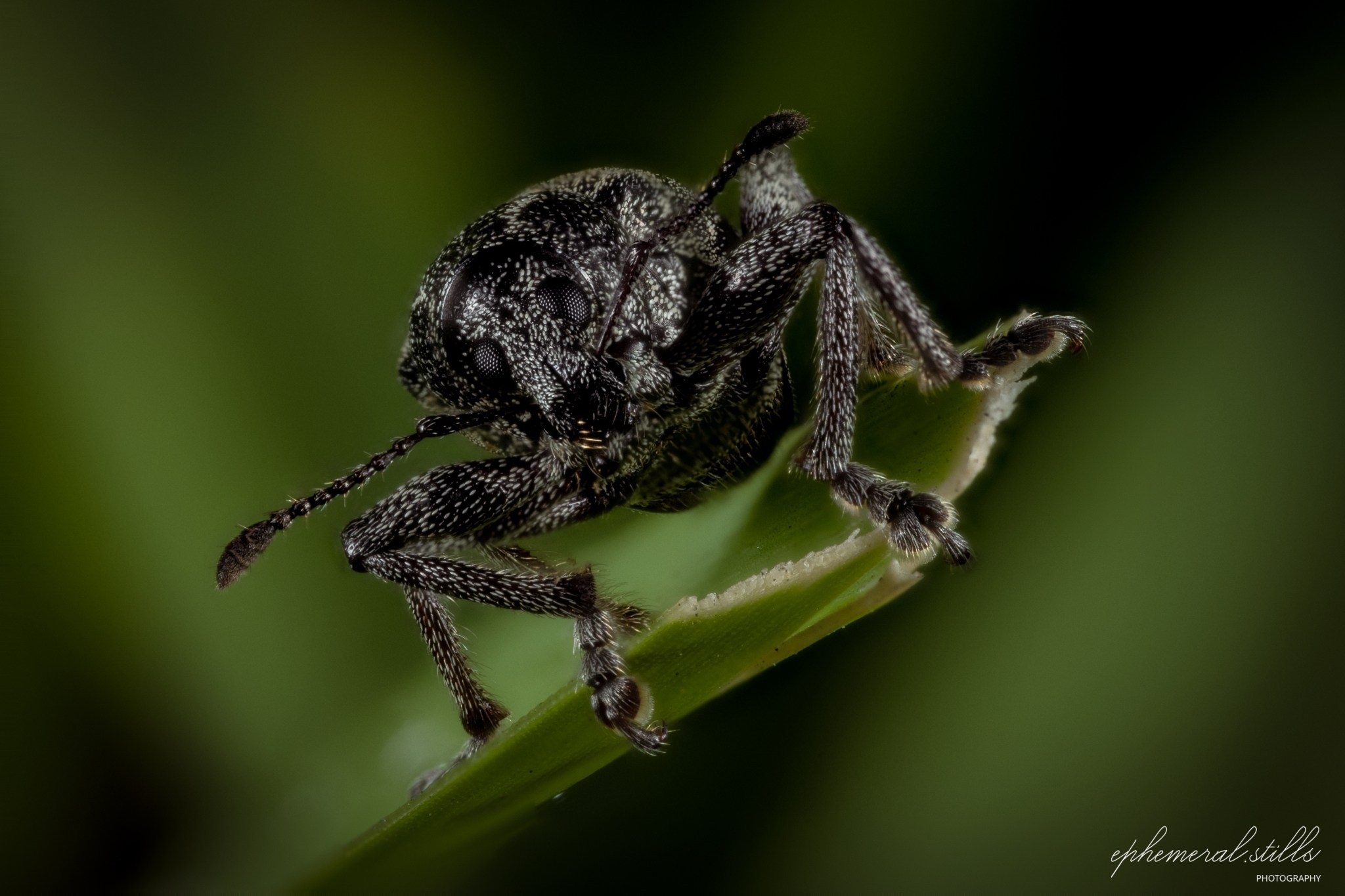Lachnopus
