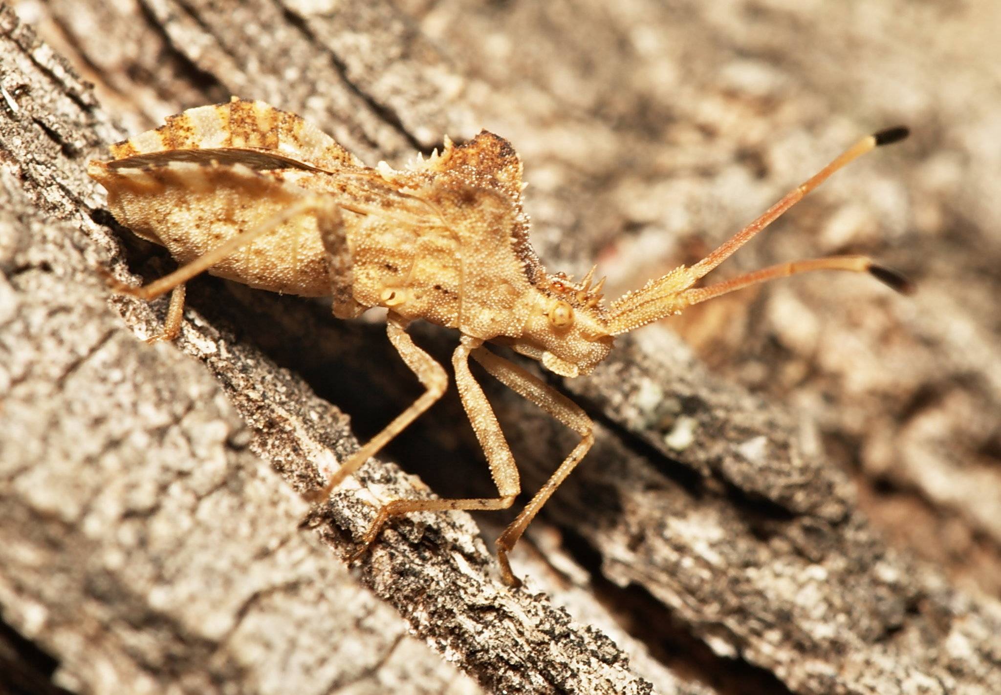 Centrocoris spiniger