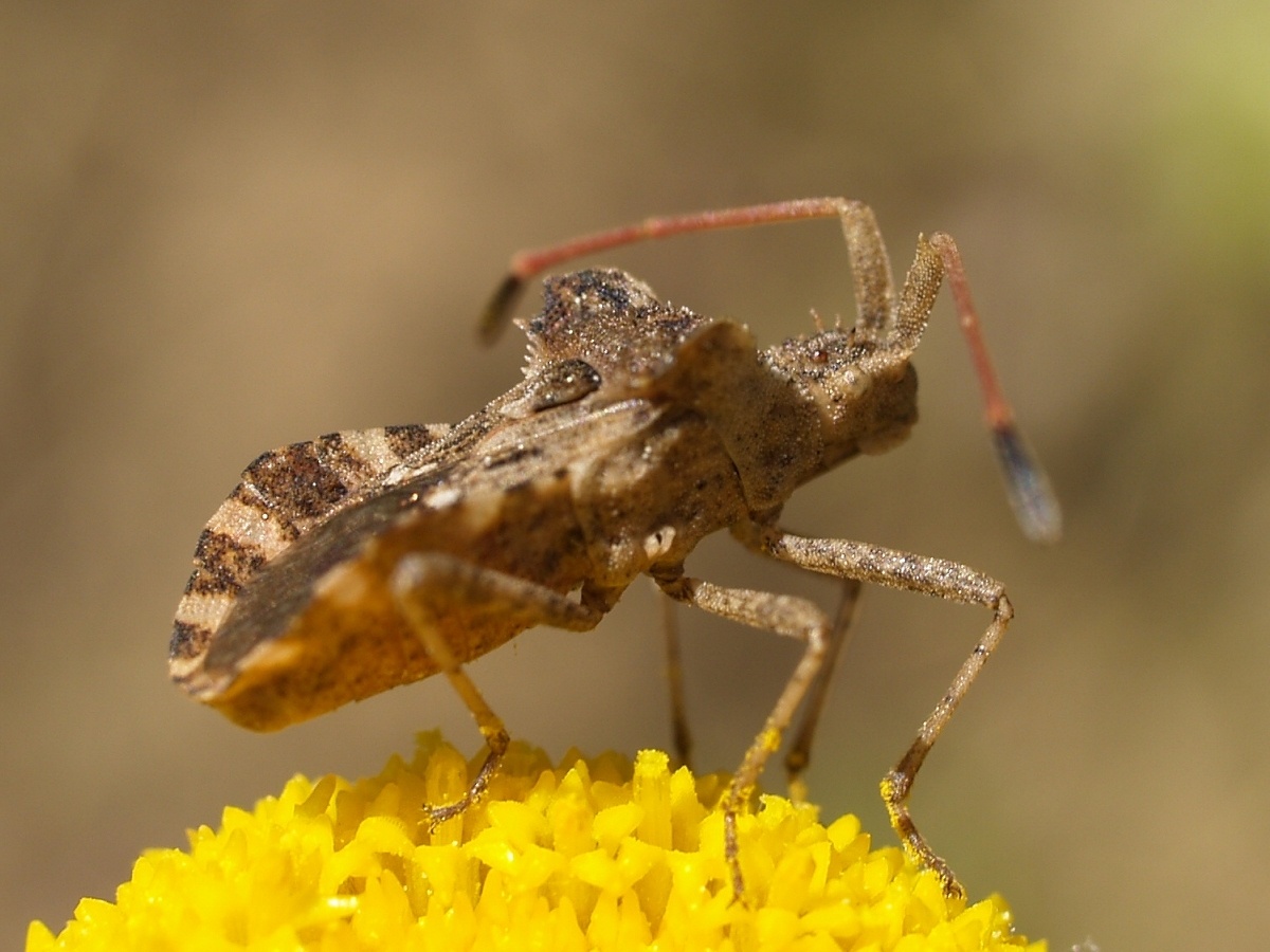 Centrocoris spiniger
