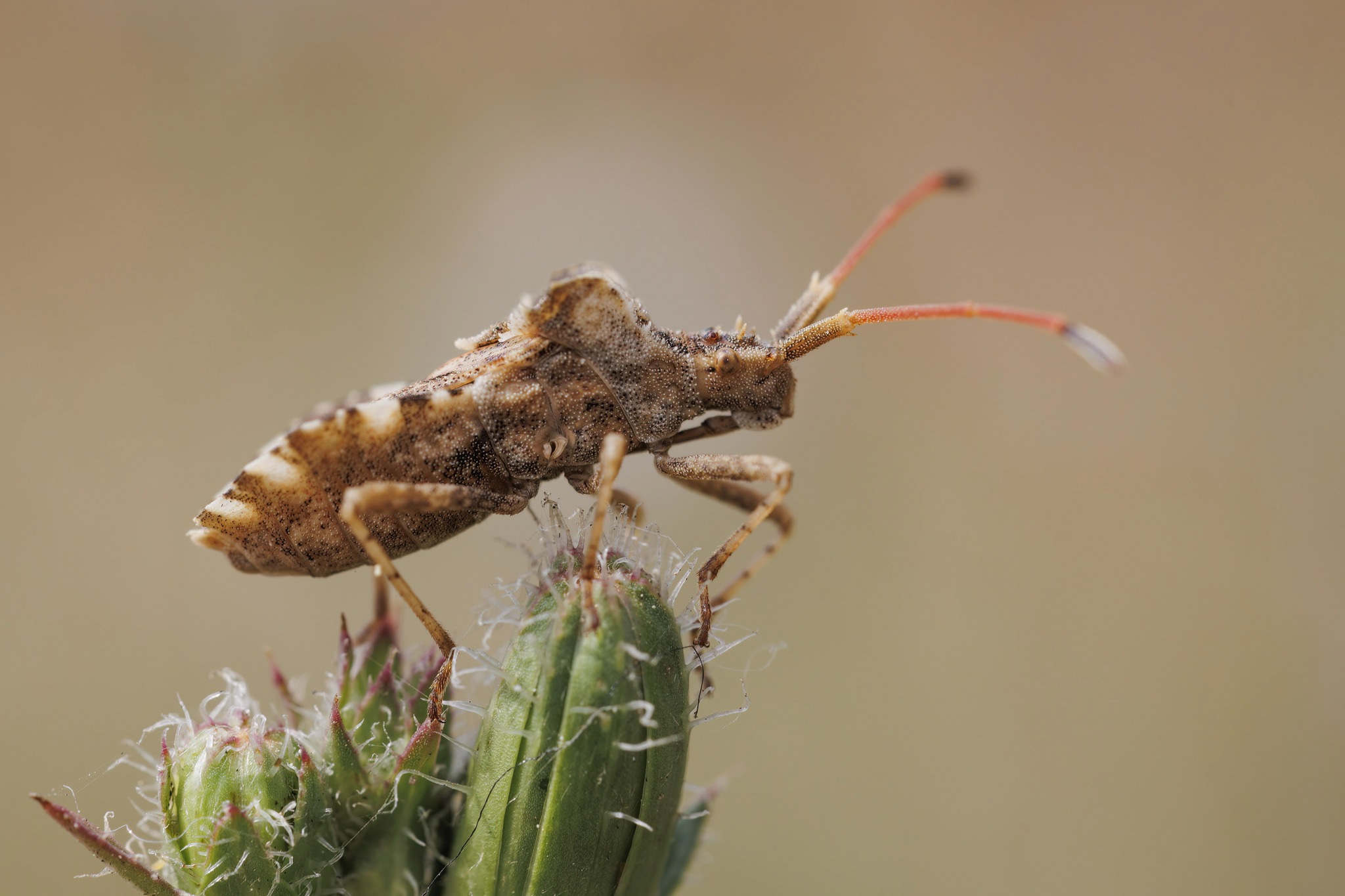 Centrocoris spiniger