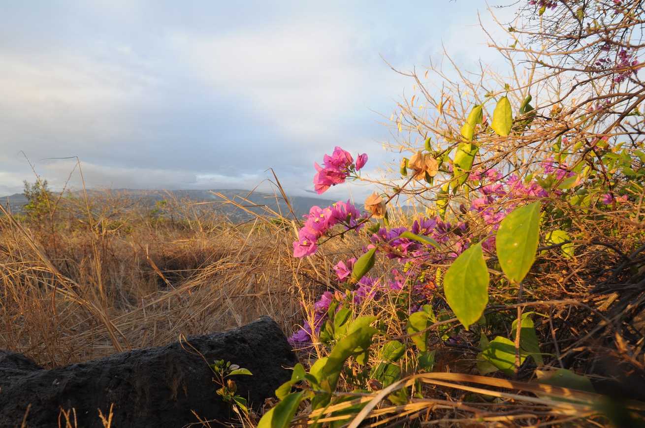 Pluripassalora bougainvilleae