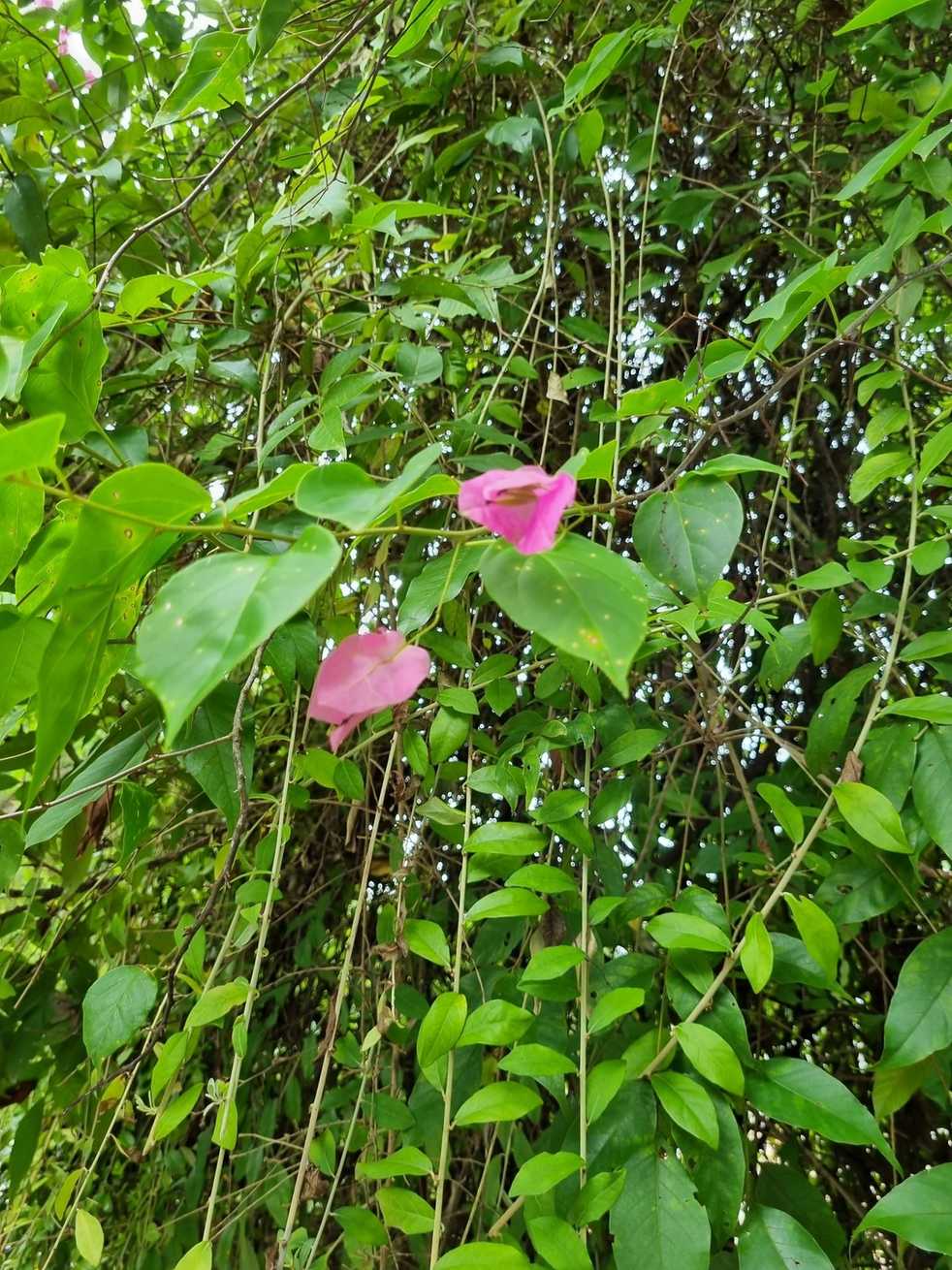 Pluripassalora bougainvilleae