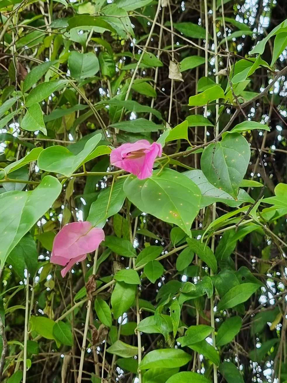 Pluripassalora bougainvilleae