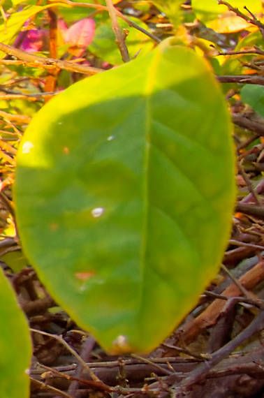 Pluripassalora bougainvilleae