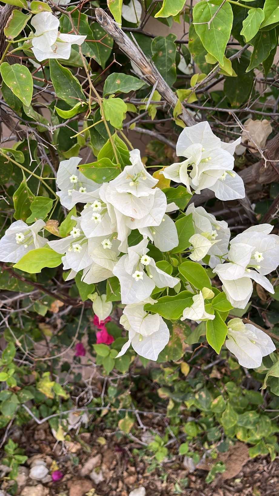 Pluripassalora bougainvilleae
