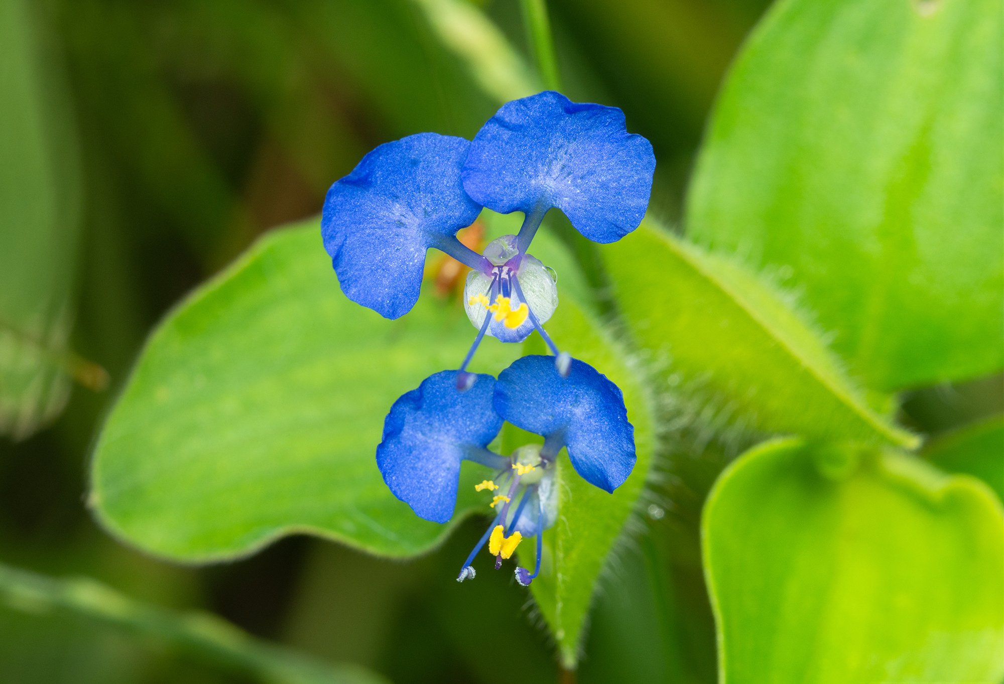 Commelina benghalensis