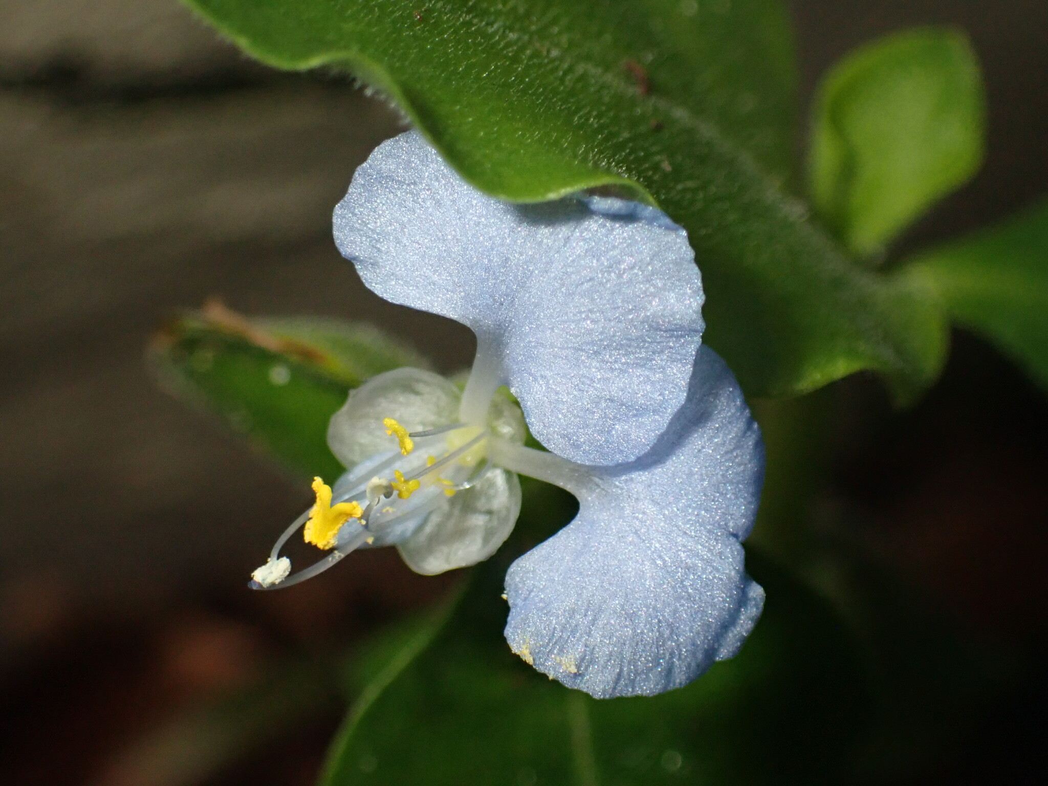 Commelina benghalensis