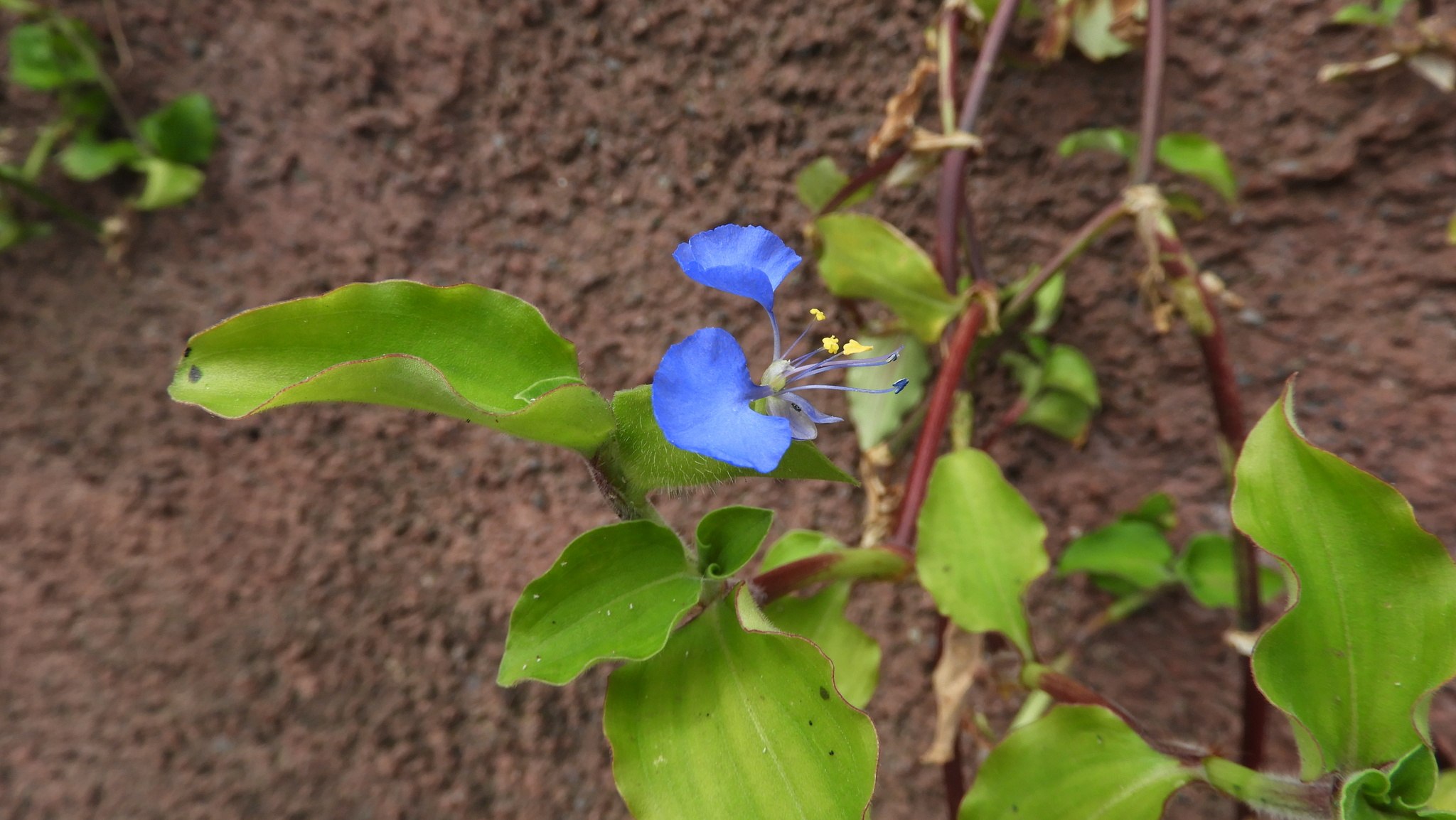 Commelina benghalensis