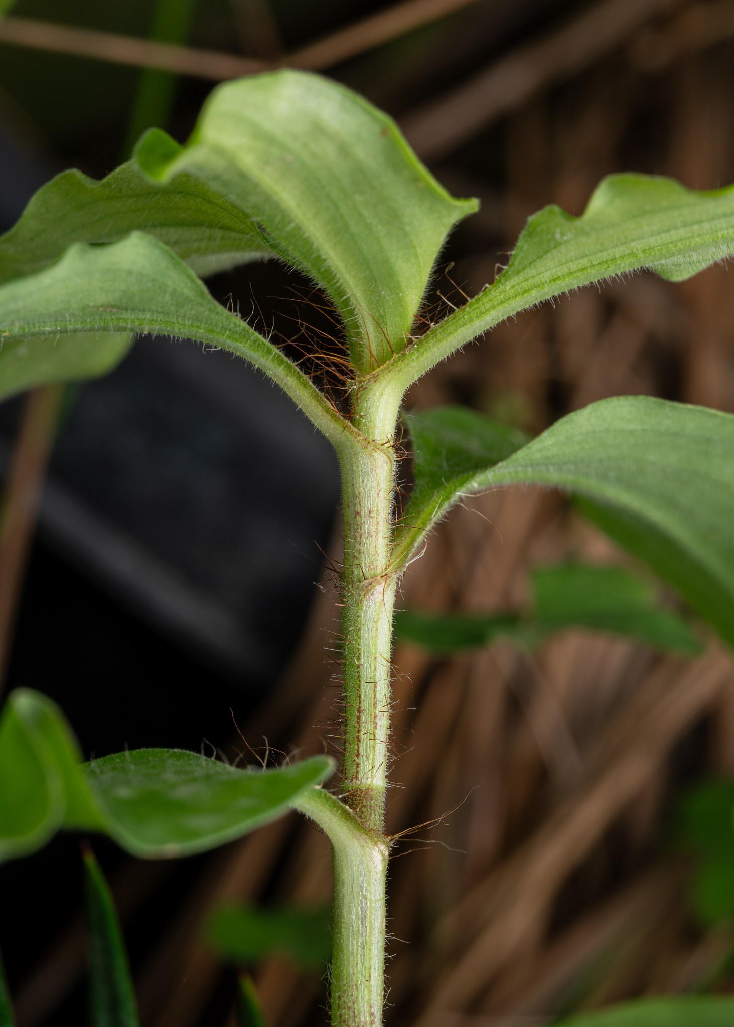 Commelina benghalensis
