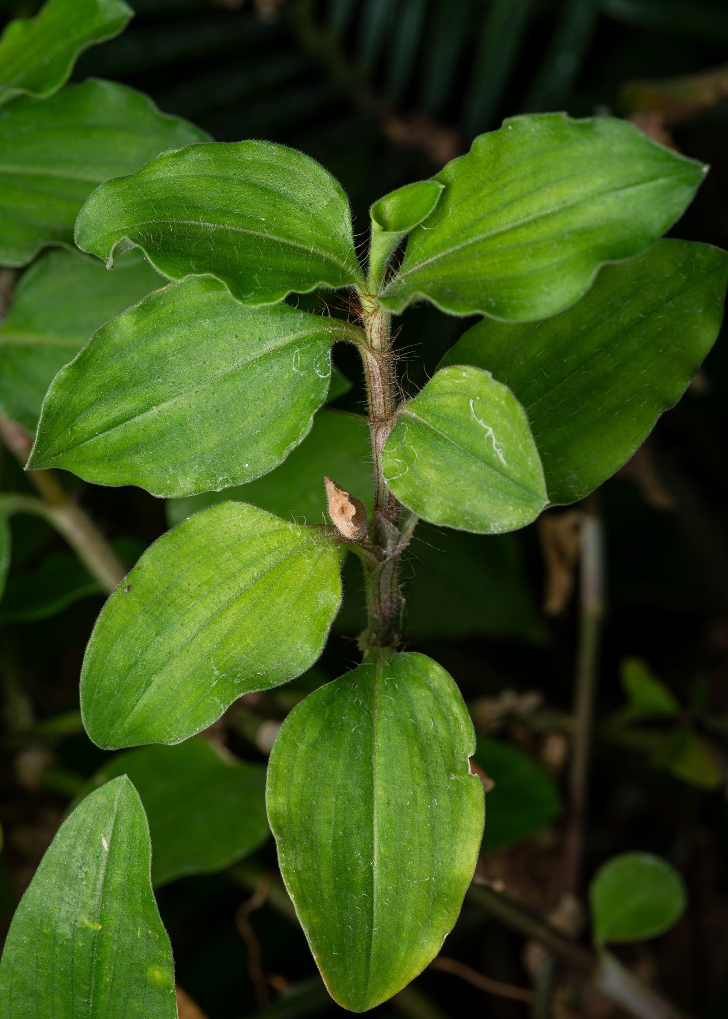 Commelina benghalensis