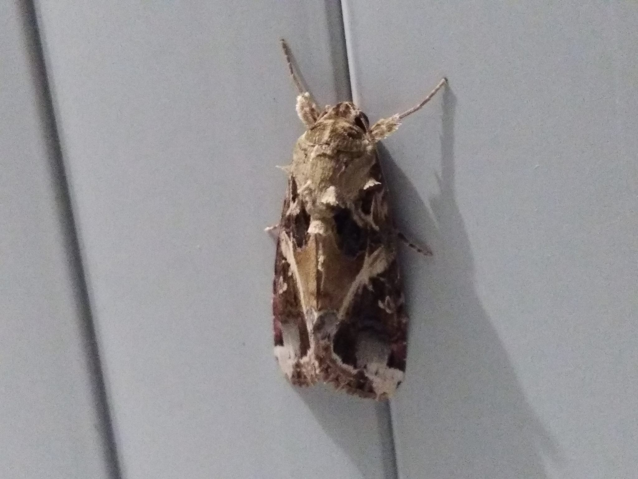 Spodoptera androgea