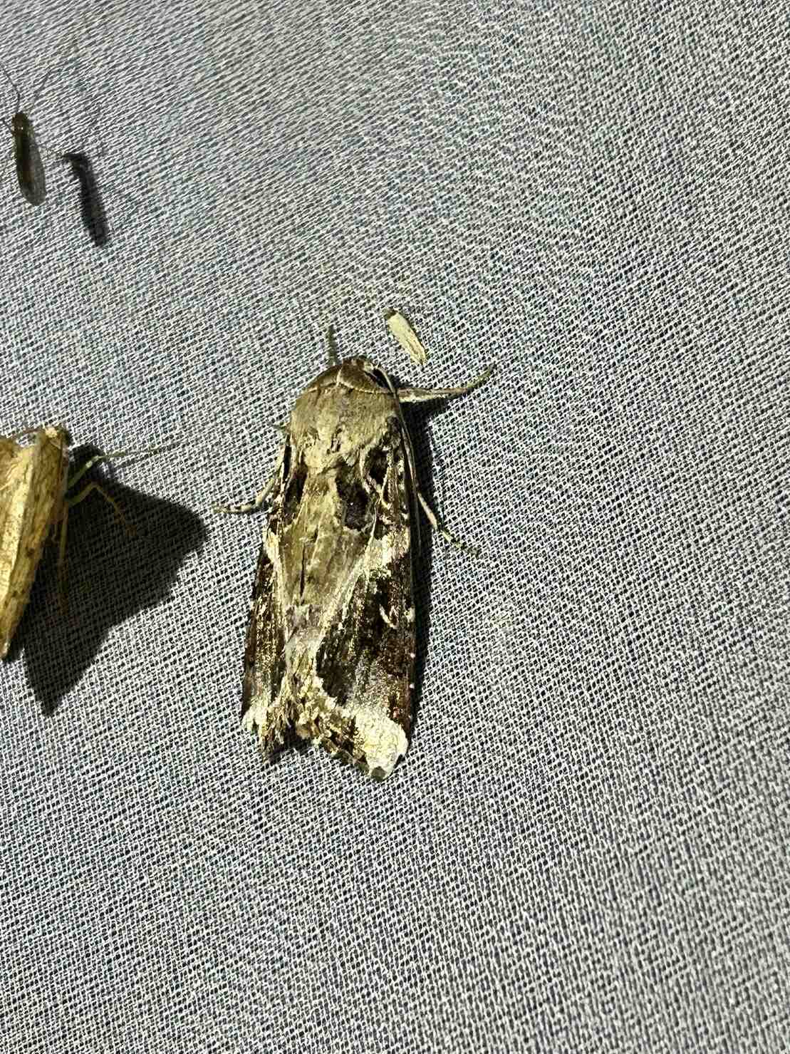 Spodoptera androgea