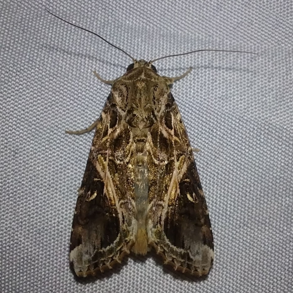 Spodoptera androgea