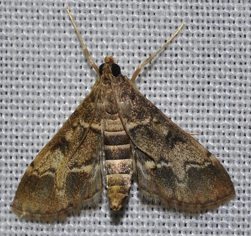 Duponchelia fovealis