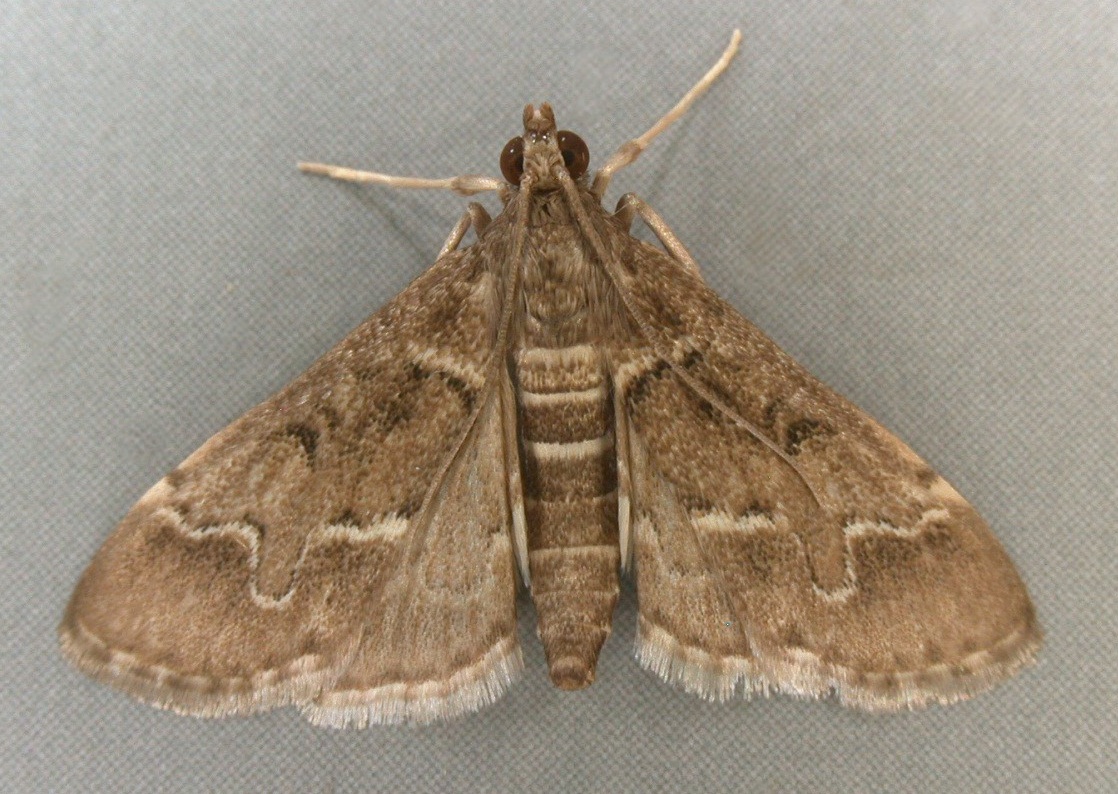 Duponchelia fovealis