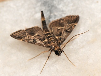 Duponchelia fovealis